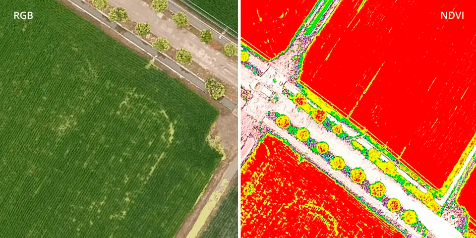 RGB e NDVI - DJI Phantom 4 Multispectral